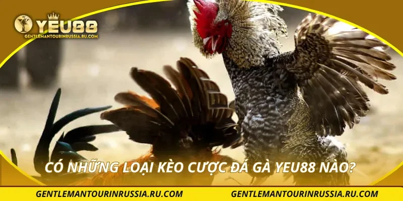 Có những loại kèo cược đá gà YEU88 nào?