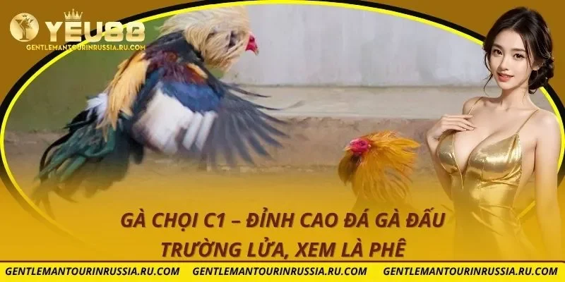Gà Chọi C1 – Đỉnh Cao Đá Gà Đấu Trường Lửa, Xem Là Phê